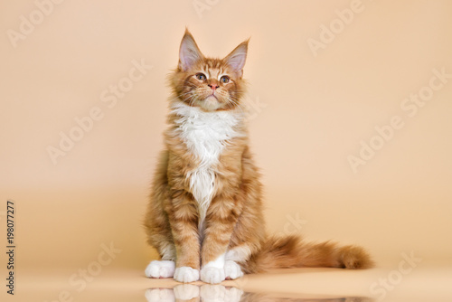 red striped Maine Coon kitten on a beige background