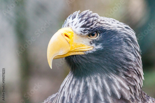 a portrait of a steller s sea eagle