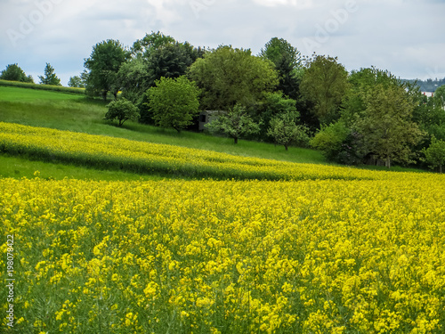 Rapsfeld