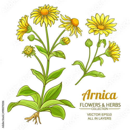 arnica vector set