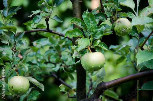 fresh green apples on tree with drops of rain in organic garden close up 