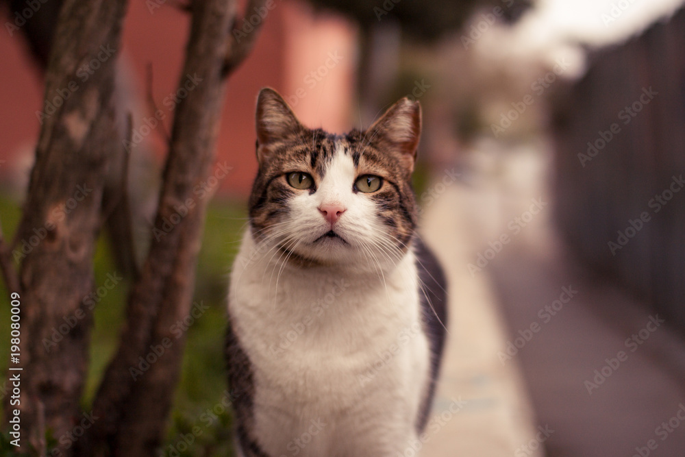 Tabby Street Cat on the Wall