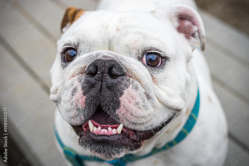 Happy English bulldog face