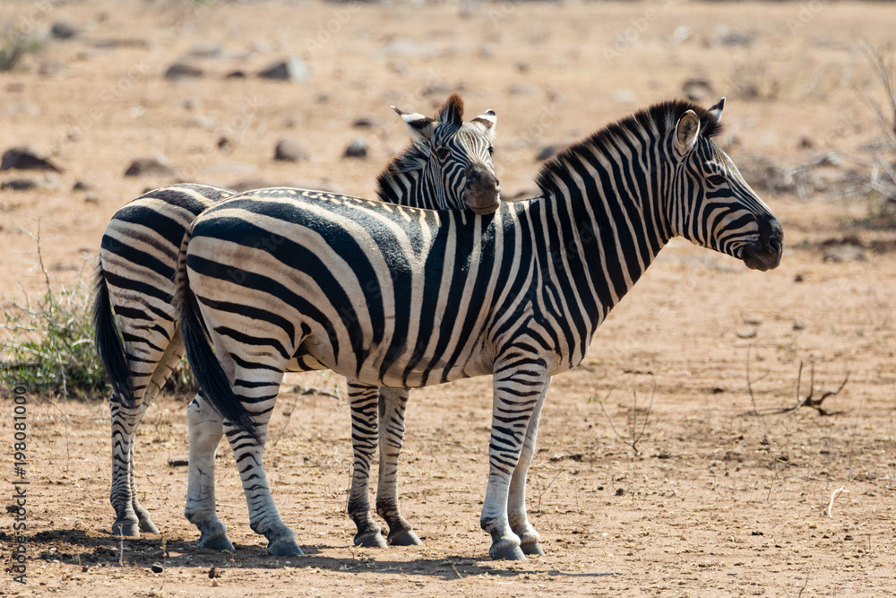 Zebra Hug Zebra Hug