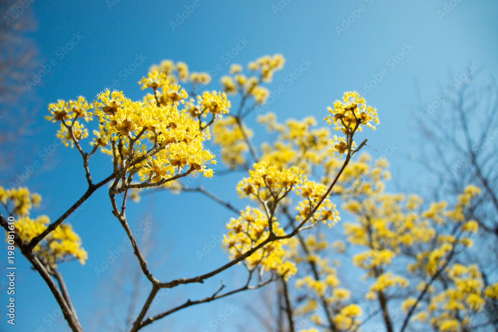 The yellow spring flowers, Cornelian cherry flowers. The yellow spring flowers, Cornelian cherry flowers.