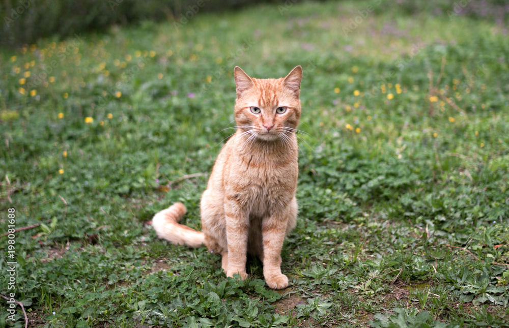 Ginger Stray Cat on the Grass