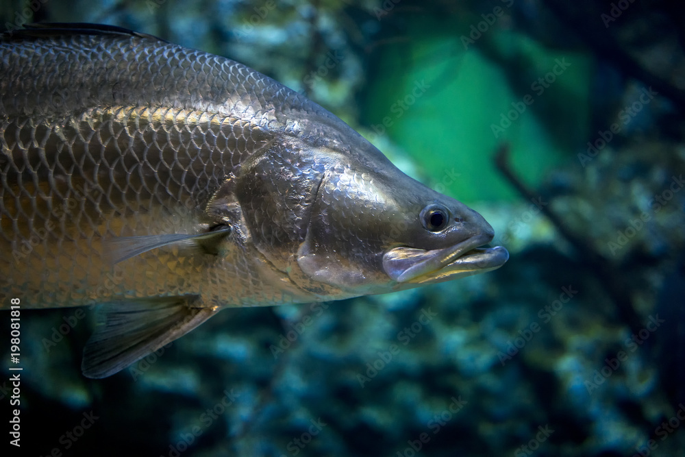 Fototapeta premium River fish close-up.