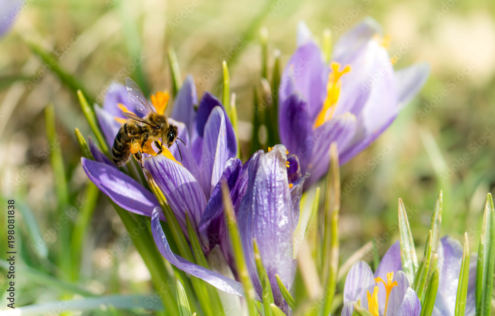 Fototapeta premium Fleißiges Bienchen