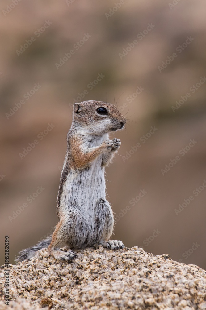 Naklejka premium Streifenhörnchen 13