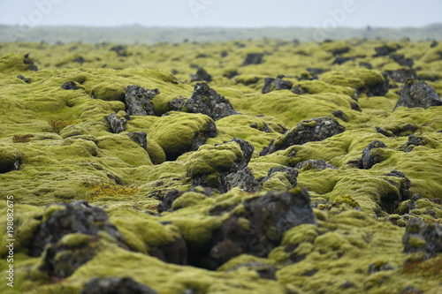 Mossy lava Field