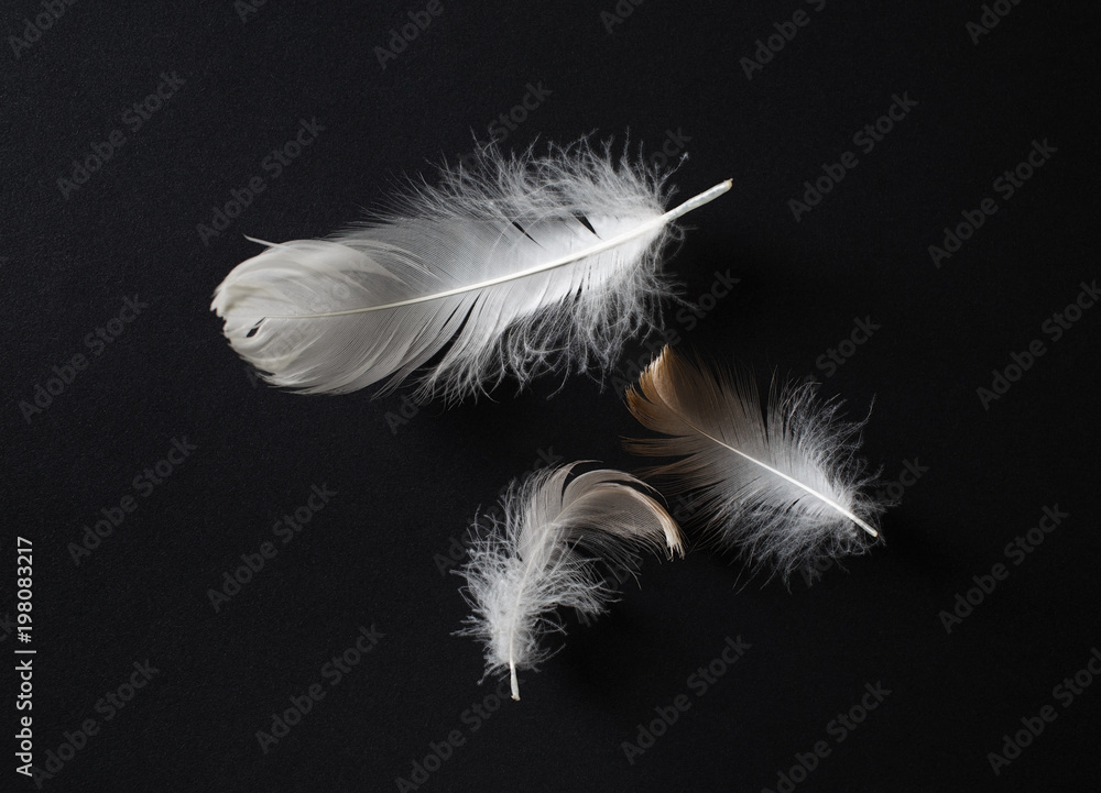 Three white bird feathers on black paper background. Flat lay.