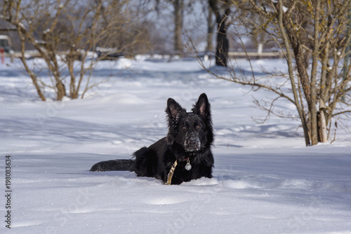 A young black long fur German Shepard dog running around in a sunny winter day pet happiness canine playful