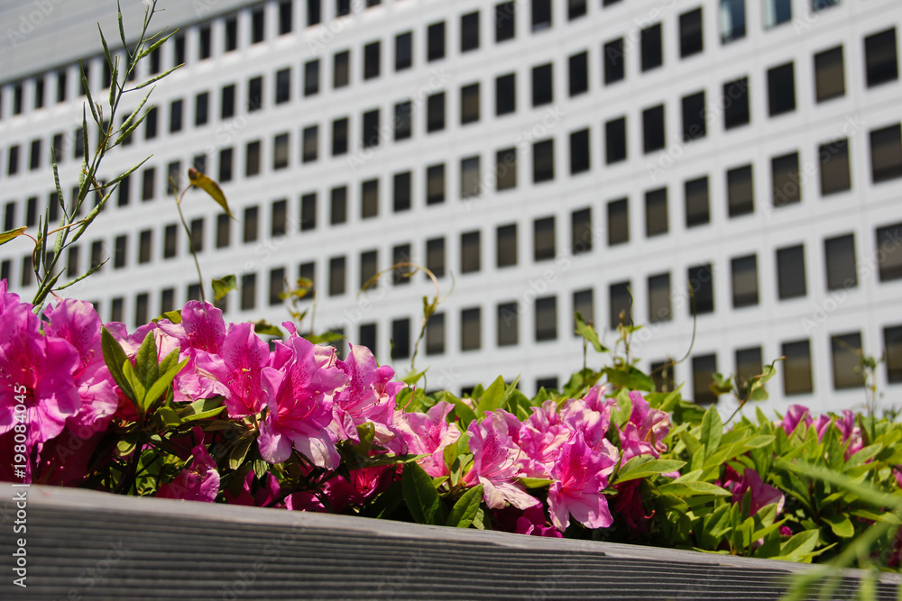 Blooming flowers before a blurred white office building