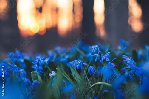 Blaue Blumen vor rotem Himmel