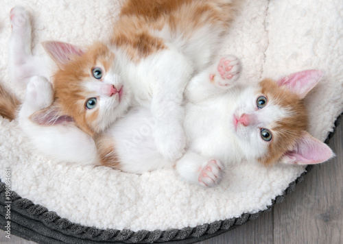 Fotografie, Obraz Two cute kittens in a fluffy white bed
