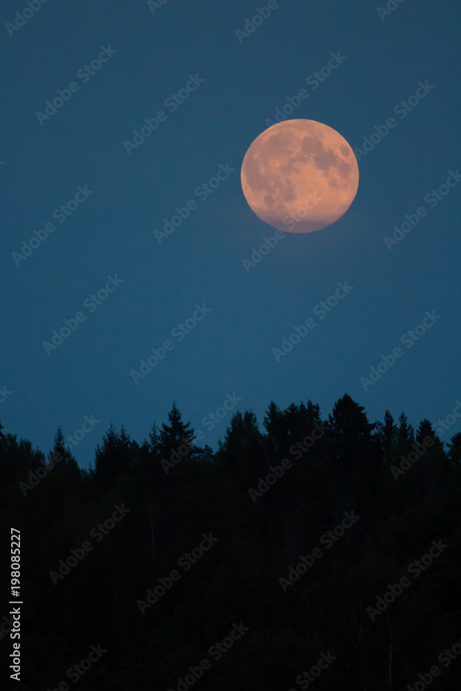 Slightly red colored moon rising behind trees in Sweden, high format