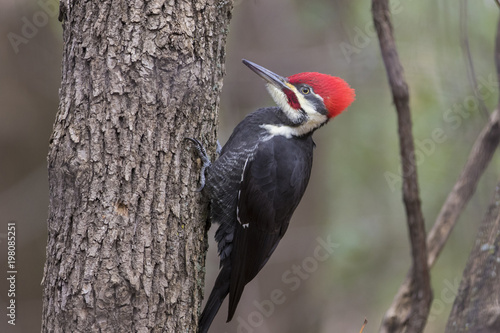 Male pileated-woodpecker  photo