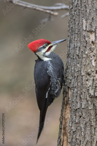 Male pileated-woodpecker 