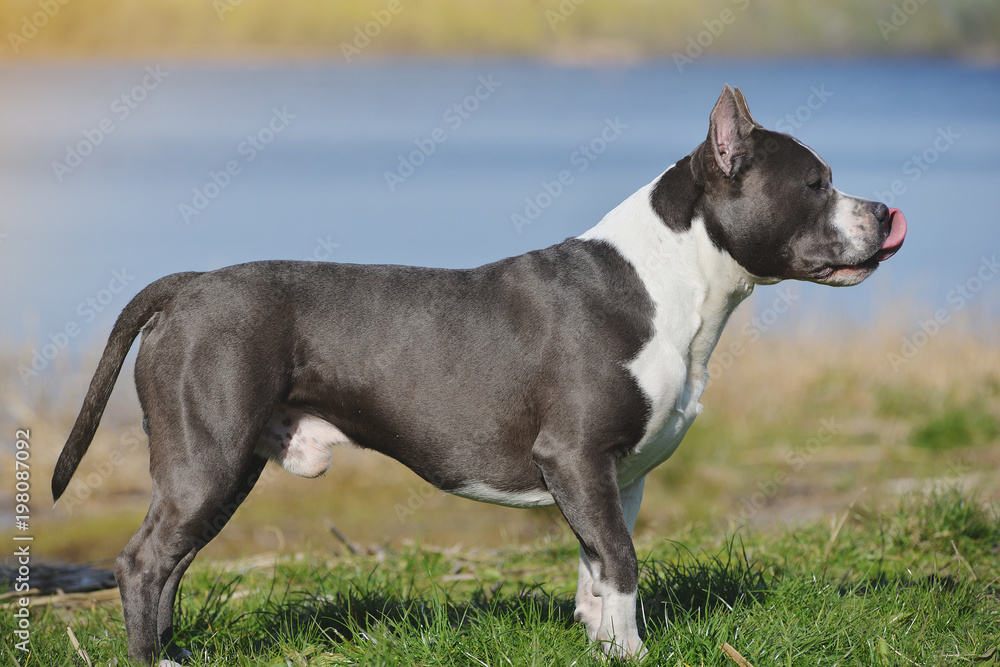 Blue staffordshire terrier for a walk Blue staffordshire terrier for a walk