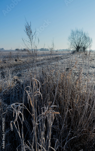 Fototapeta Naklejka Na Ścianę i Meble -  willows growing on the edge of the field with frozen grasses and blue sky on a sunny day
