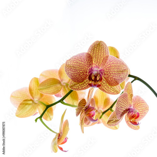 Gelbe geaderte Orchidee isoliert vor weißem Hintergrund
