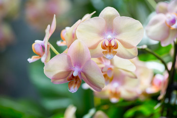 Poster Orchidee Orchideeën in detail close-up  © Phase4Photography