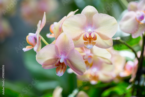 Closeup orchids © Phase4Photography