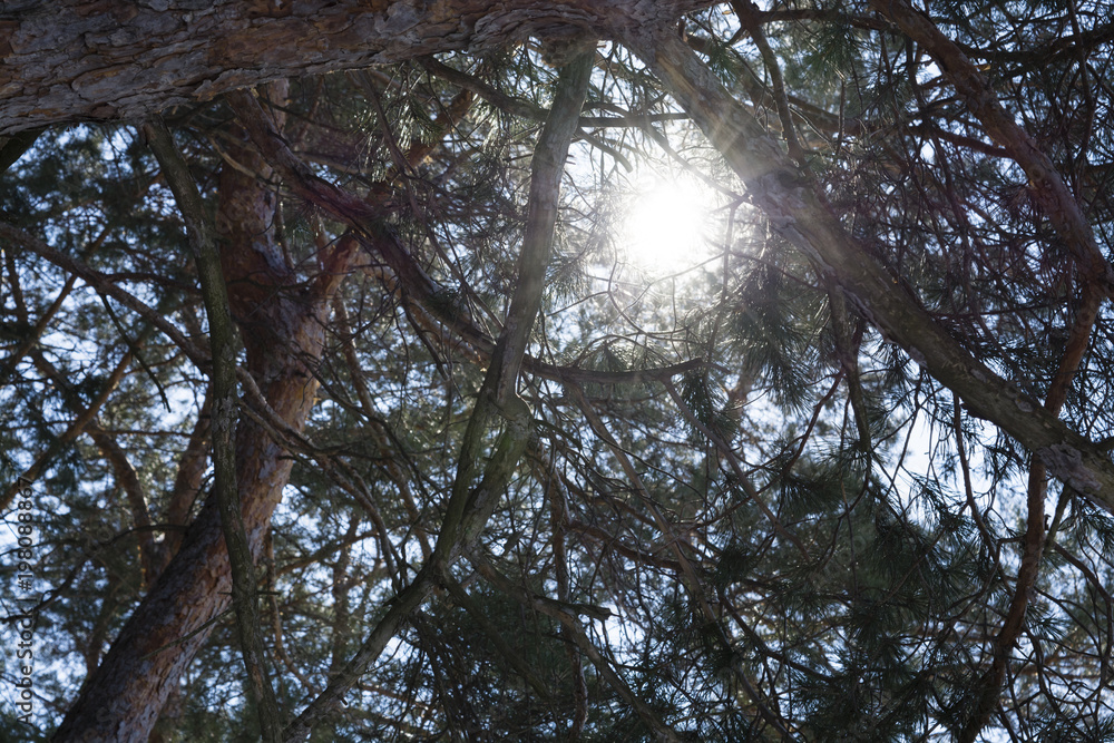 Fototapeta premium sunlight through the branches of a pine tree