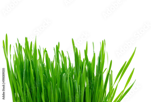 Gras wiese Rasenisoliert freigestellt auf weißen Hintergrund, Freisteller