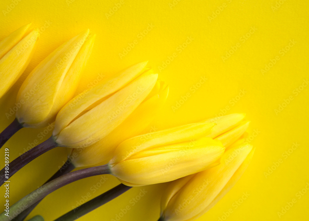 Obraz premium Yellow Fresh Spring Tulips Flowers Concept Woman's day Greeting Card Mother's Day Valentines Yellow Background Natural Light Selective Focus