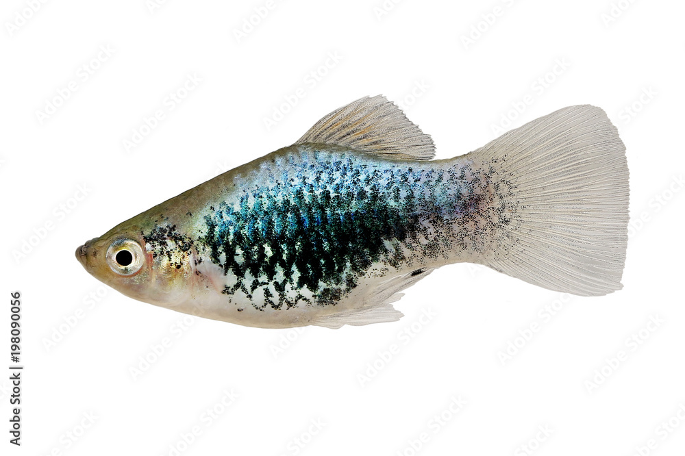 Foto Stock Platy Neon Blue Wagtail Xiphophorus Maculatus Mickey Mouse Platy  aquarium fish | Adobe Stock