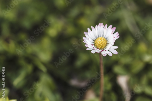 Daisy flower in bloom with white petals isolated on a blurred green background