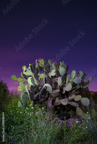 Toma nocturna de nopal photo