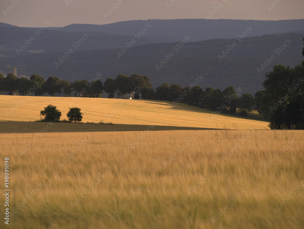Obraz premium Landschaft mit Getreidefeld