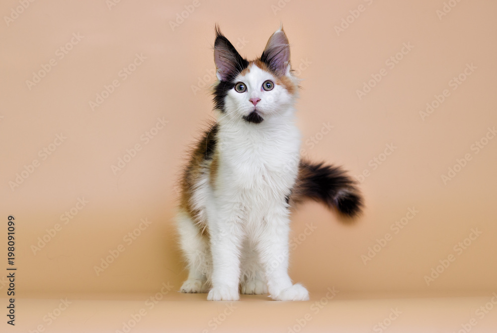 tri-color kitty maine coon on a beige background tri-color kitty maine coon on a beige background