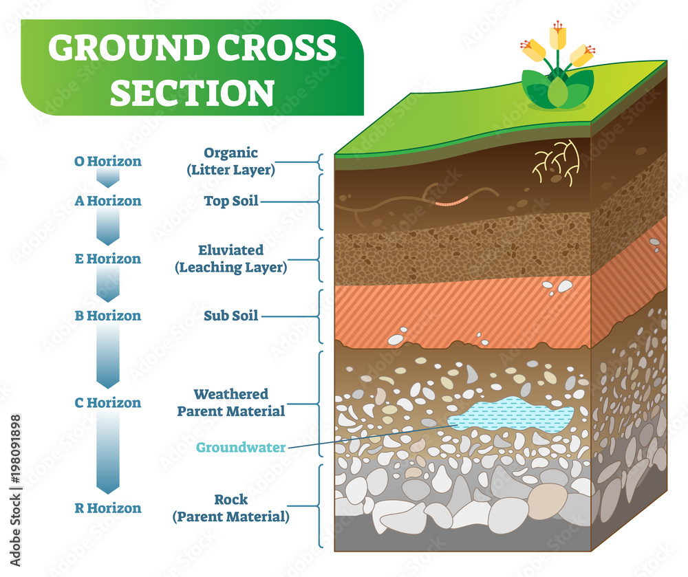 Ground Cross Section vector illustration with organic, topsoil, subsoil