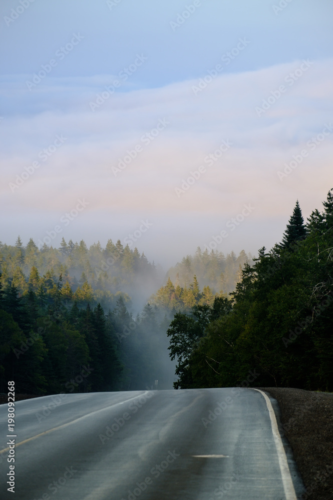 rain soaked highway surrounded by mist, fog and pine trees
