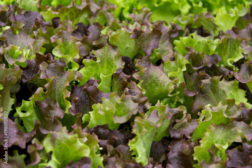 Green and red lettuce seedlings, spring cultivation