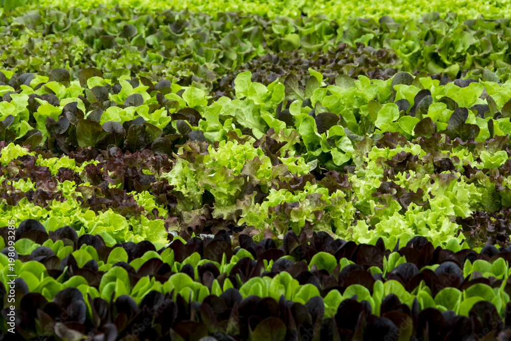 Green and red lettuce seedlings, spring cultivation Green and red lettuce seedlings, spring cultivation