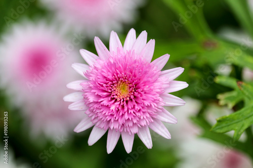 Pink flower