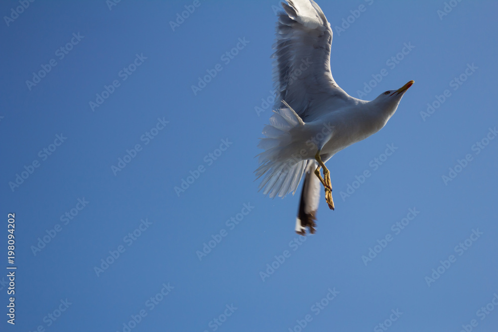 Obraz premium Seagull in flight