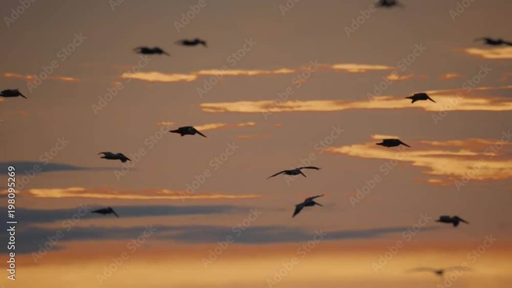 Brown Pelicans Above Ocean At Sunset, Costa Rica (180fps Slow Motion) Brown Pelicans Above Ocean At Sunset, Costa Rica (180fps Slow Motion)