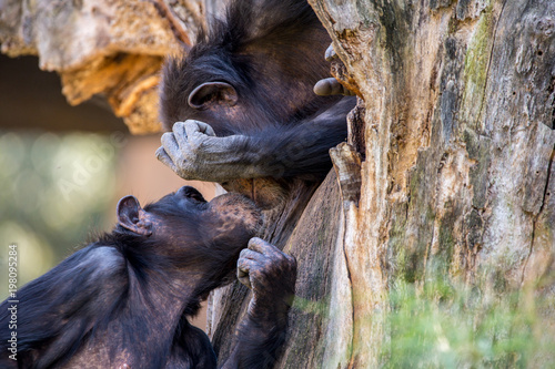 portrait of two chimpanzees kissing in a tree