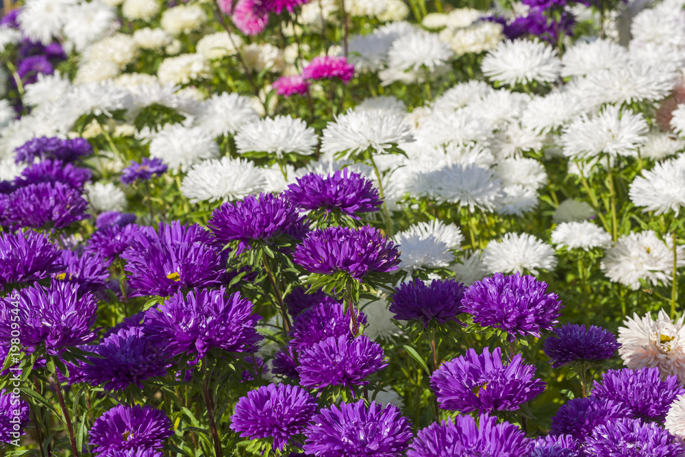Flowering asters. Flowering asters.