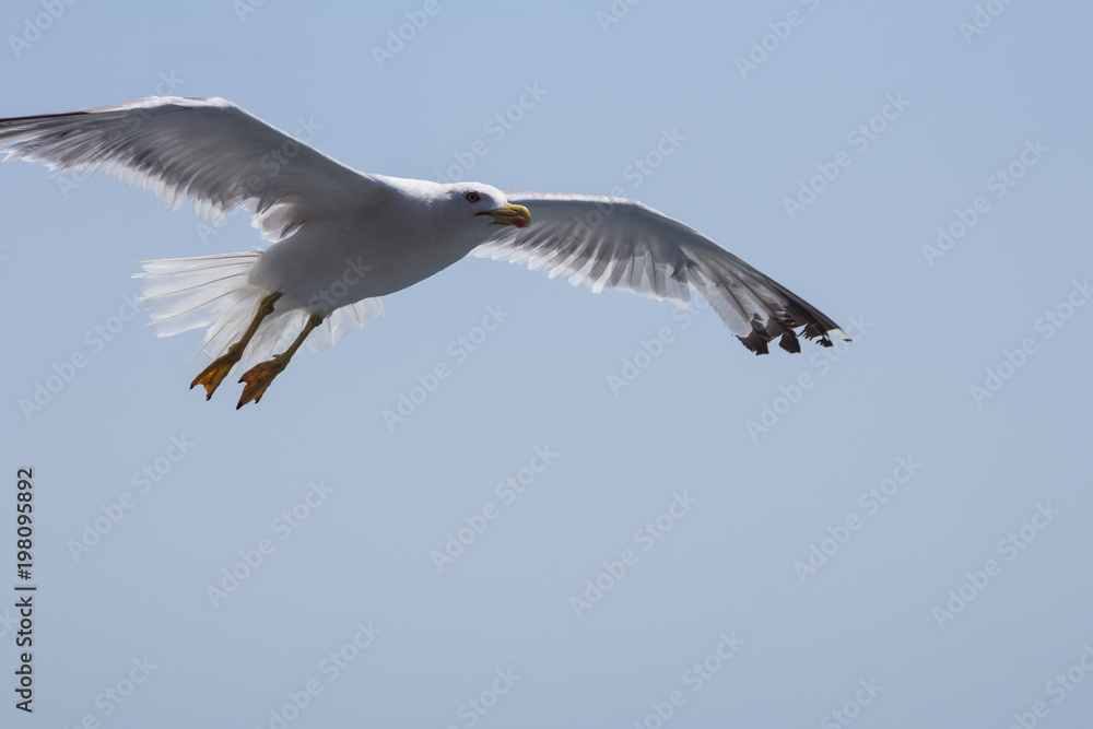 Seagull in flight Seagull in flight
