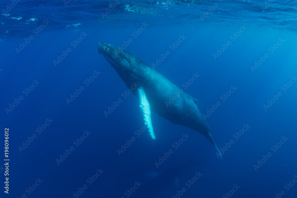 Naklejka premium Cielę humbaka wznosi się na powierzchnię Karaibów
