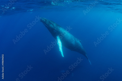 Humpback Whale Calf Rises to Surface of Caribbean © ead72