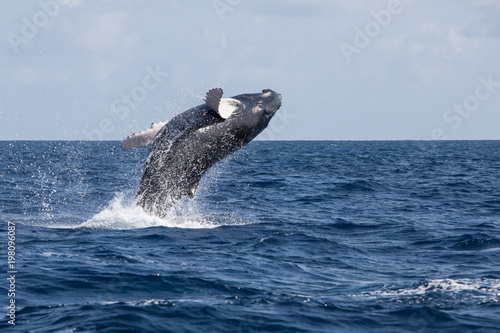 Humpback Whale Calf Breaches in the Caribbean Sea © ead72