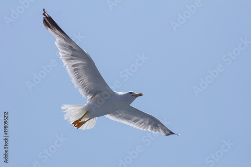 Seagull in flight © revol_deeps