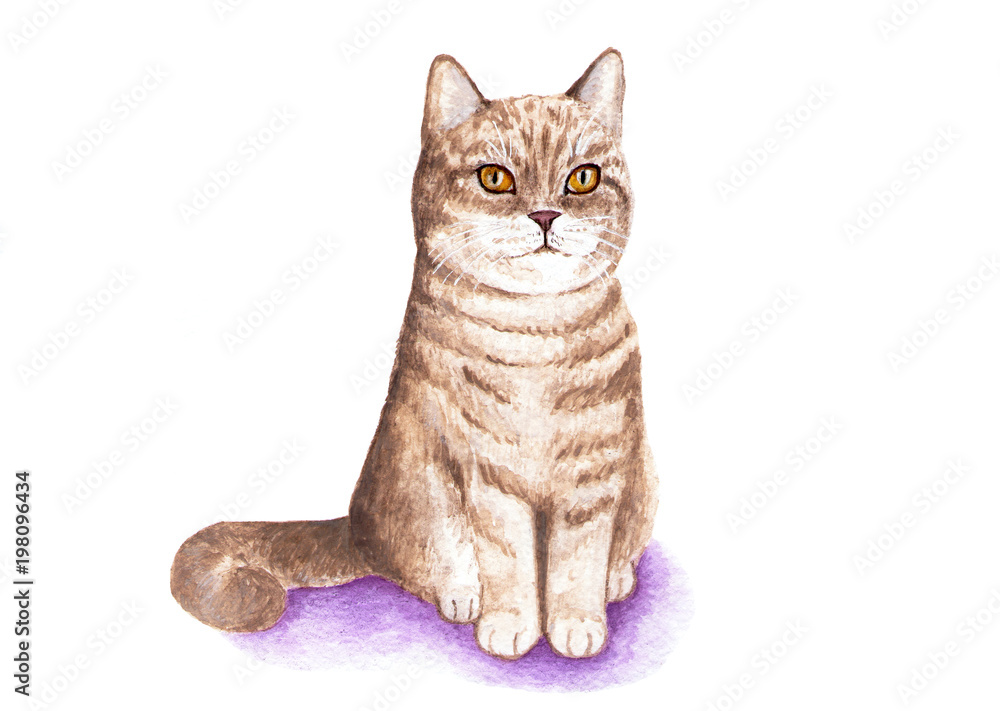 Obraz premium British cat. Portrait of a cat. Watercolor illustration. British cat proudly sits. Coat of golden color. Illustration on white background.
